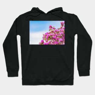 Vibrant Pink Rhododendron Blossoms and Blue Sky Hoodie